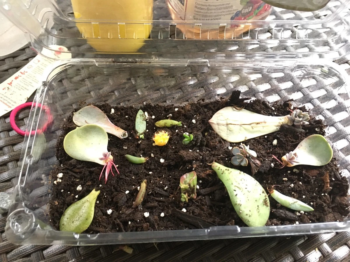 Proč zkušení zahrádkáři nevyhazují plastové vaničky od borůvek - image 1