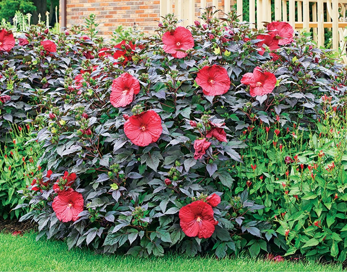 Proč zkušení zahradníci stříhají ibišek už v březnu - image 1