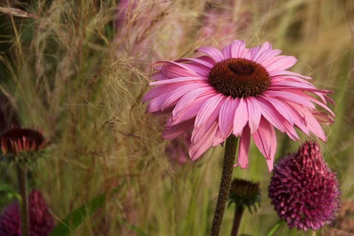 Proč zkušení zahradníci sázejí tyto růžové trvalky vždy po třech kusech - image 1