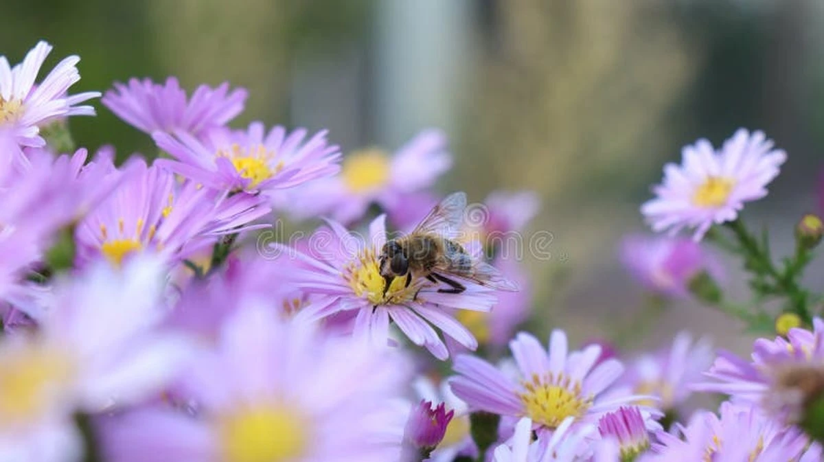 Proč zkušení zahrádkáři přestávají sázet muškáty do truhlíků - image 1