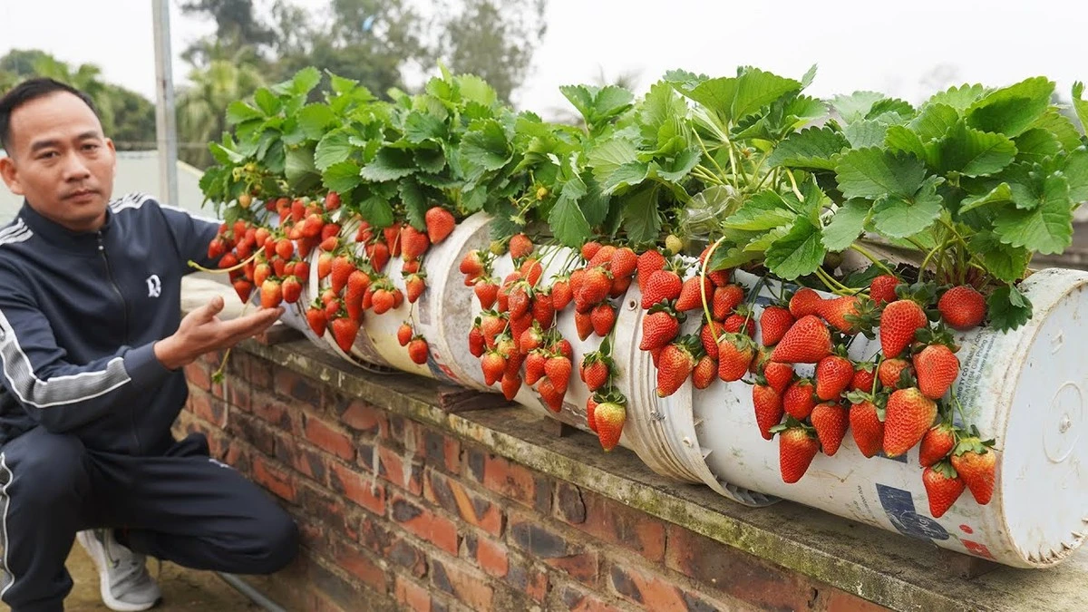 Proč zkušení zahradníci nevyhazují plastové krabičky od borůvek - image 1
