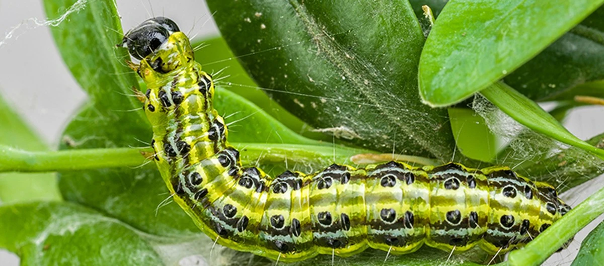 Proč zkušení zahradníci navlékají na své buxusy černé pytle na odpadky - image 1