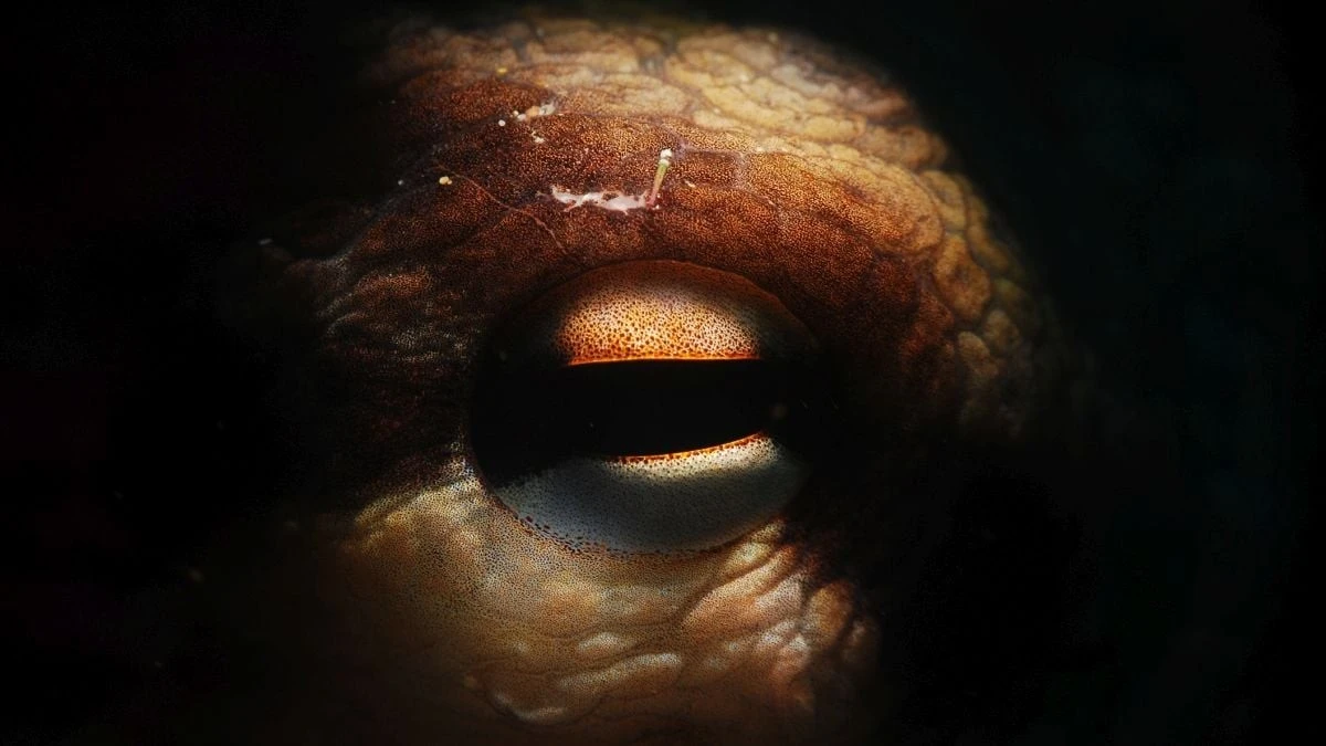 Vědci našli čelisti obří chobotnice, která svou velikostí překonala i Megalodona