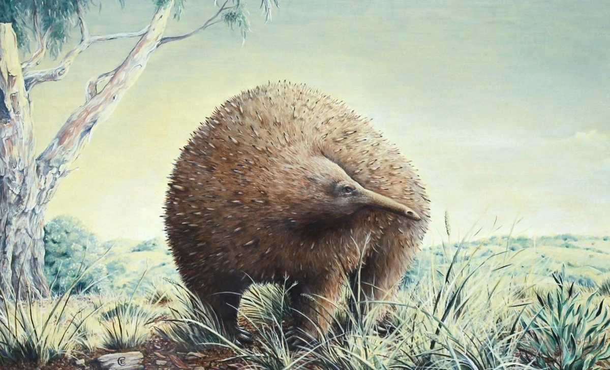 Vědci v muzeu našli zapomenutou kostru obří ježury, která byla velká jako malé dítě - image 1