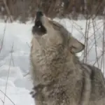 Vlci v Černobylu mutují: Jejich krev skrývá tajemství léku na rakovinu