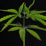 Proč konopí nezpůsobuje nadváhu: Vědci vysvětlili zvláštní paradox vlivu na metabolismus