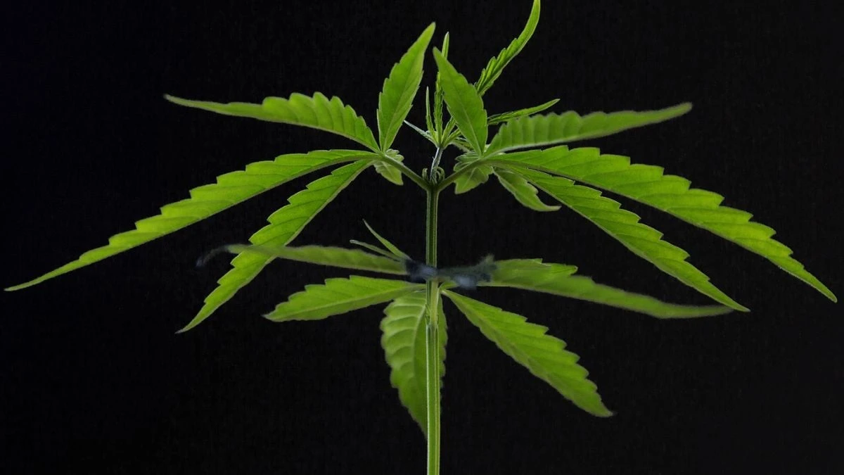 Proč konopí nezpůsobuje nadváhu: Vědci vysvětlili zvláštní paradox vlivu na metabolismus