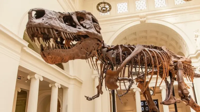 Proč měl obávaný T-Rex tak krátké ruce: Vědci našli spojitost s jeho obří lebkou