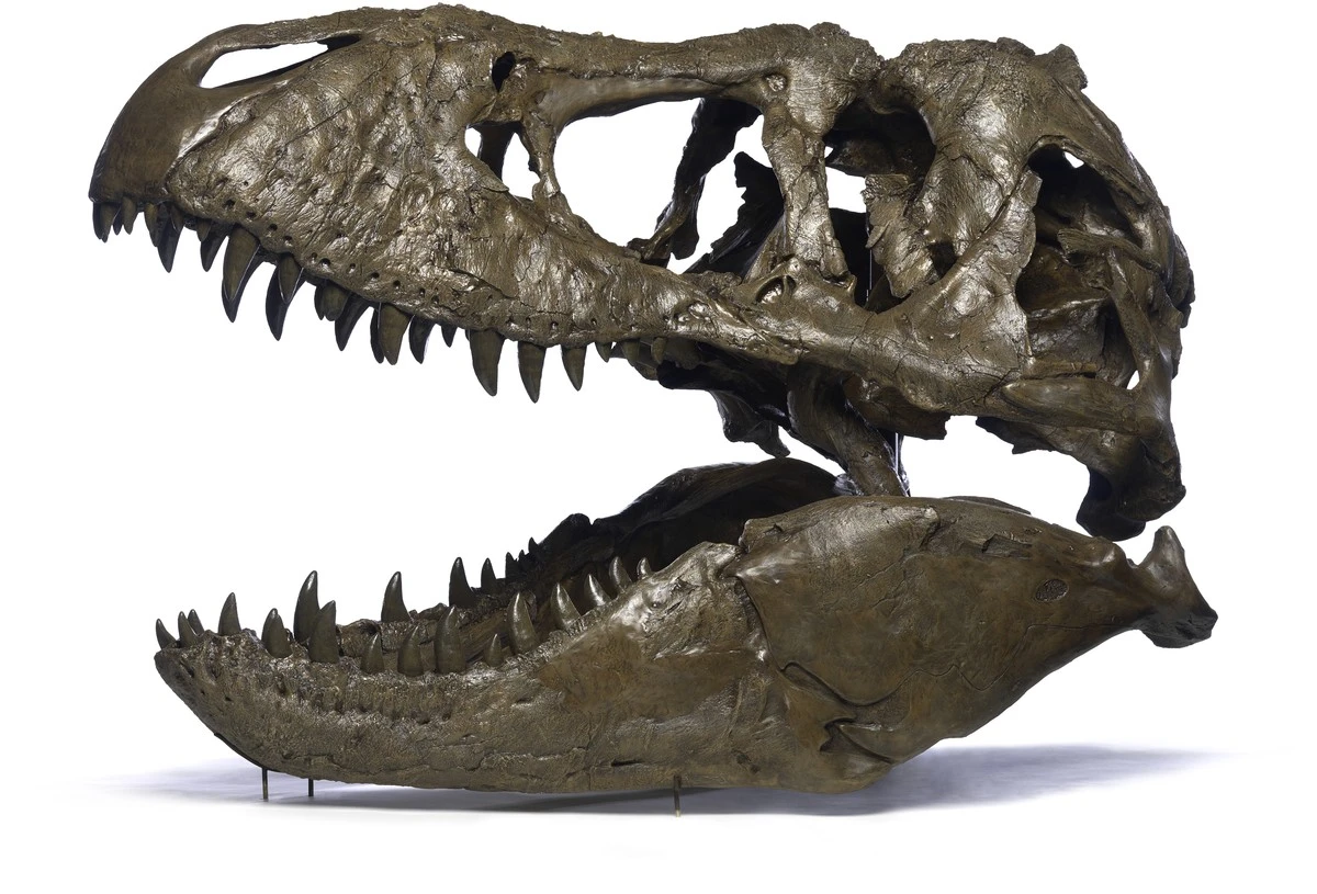Proč měl obávaný T-Rex tak krátké ruce: Vědci našli spojitost s jeho obří lebkou - image 1