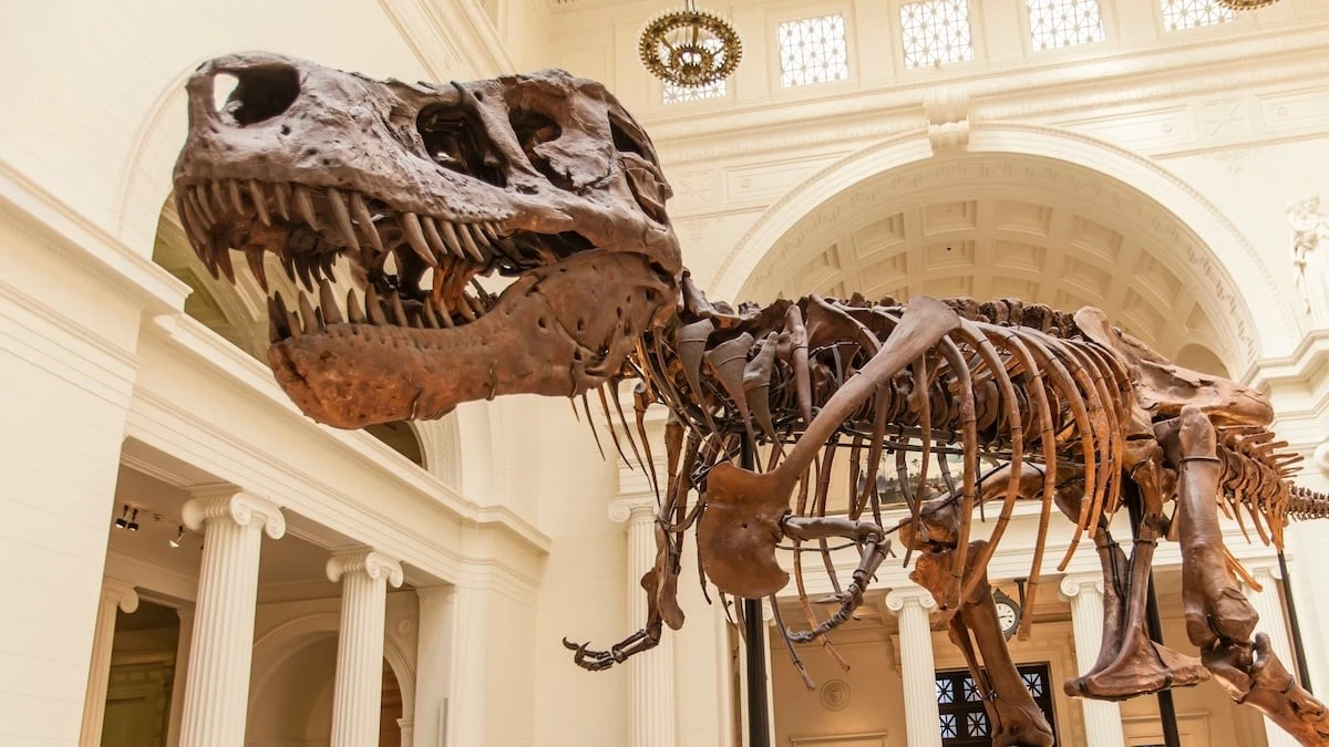 Proč měl obávaný T-Rex tak krátké ruce: Vědci našli spojitost s jeho obří lebkou