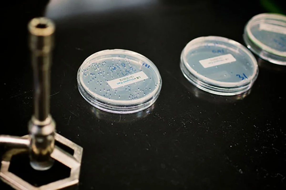 Proč poslední dostupná antibiotika přestávají fungovat na břišní tyfus - image 1