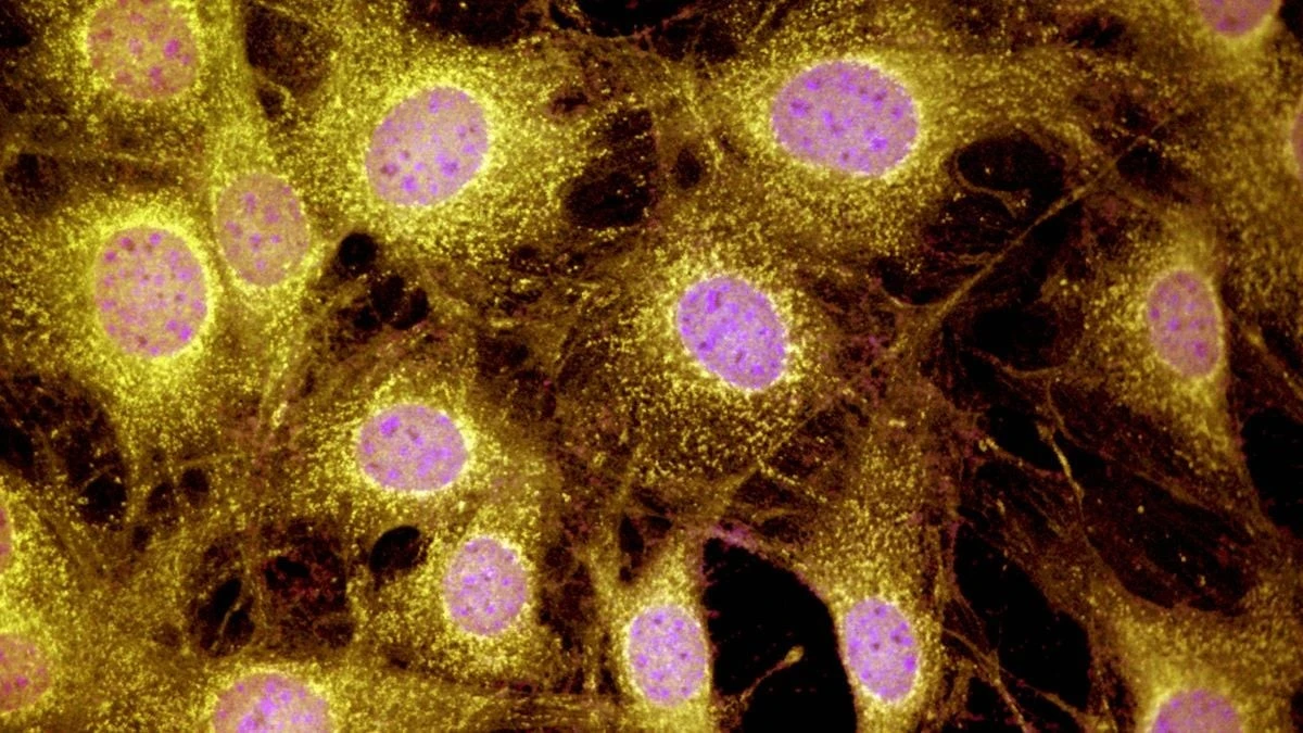 Proč savci neztratili schopnost regenerace: Vědci našli způsob, jak nechat dorůst kosti a šlachy