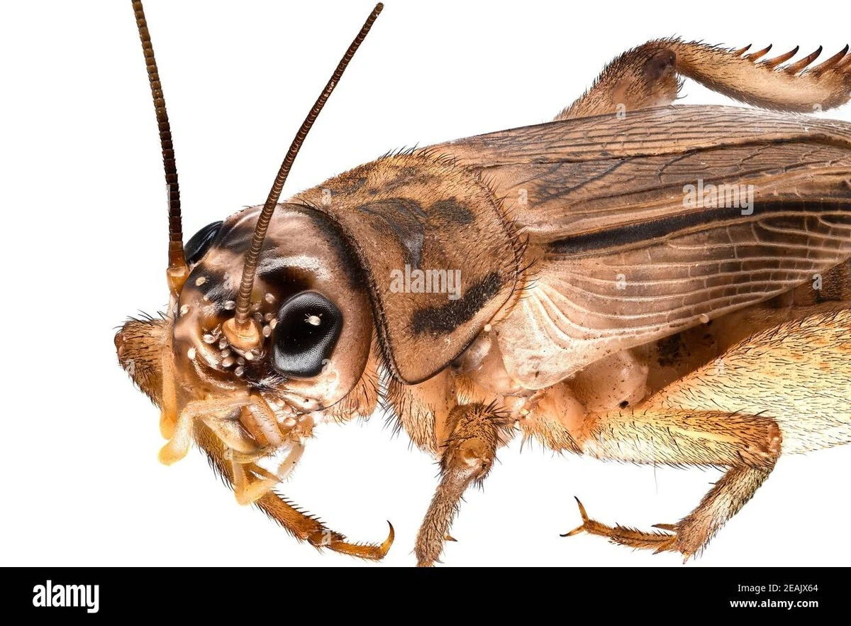 Proč se cvrček po doteku horkého předmětu chová jako člověk - image 1
