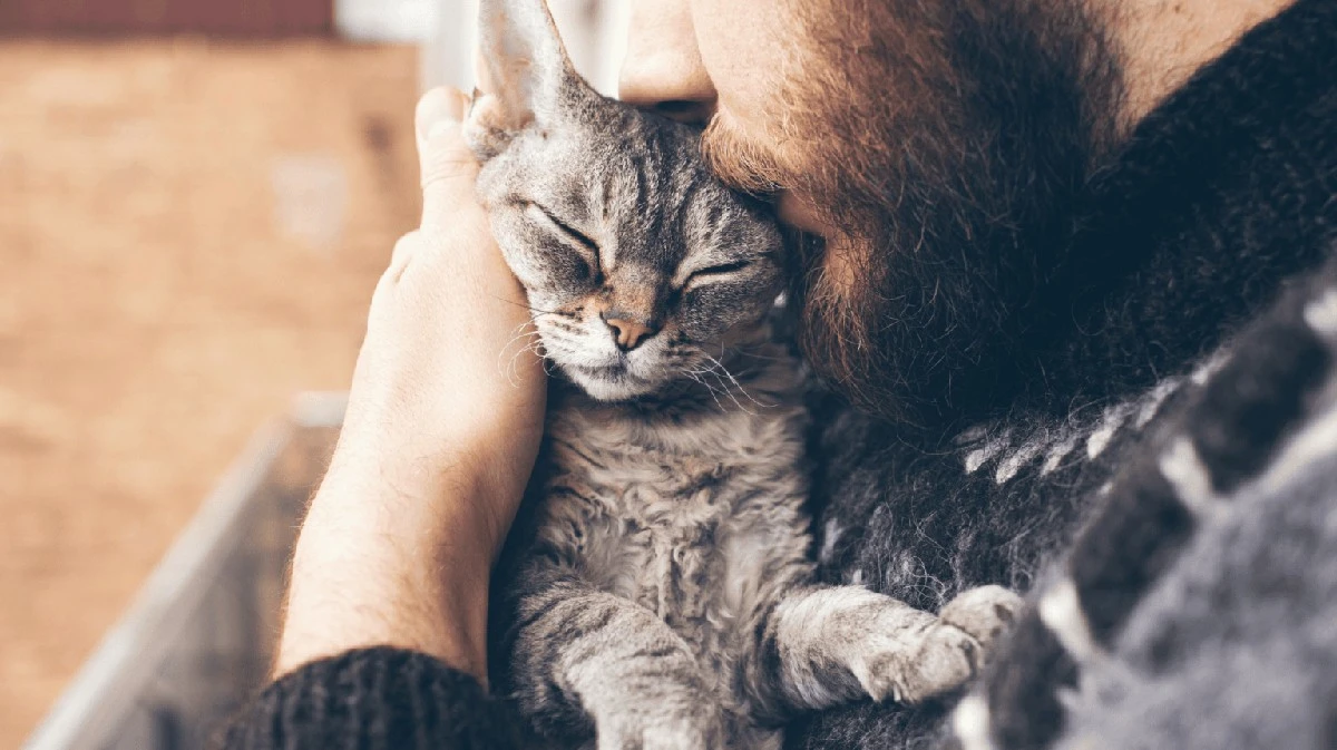Proč se kočka otírá hlavou o vaše nohy: 7 jasných důkazů lásky