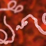 Proč se v Africe šíří kmen Eboly, na který nezabírají běžné vakcíny