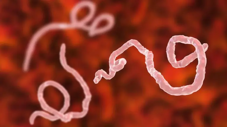 Proč se v Africe šíří kmen Eboly, na který nezabírají běžné vakcíny