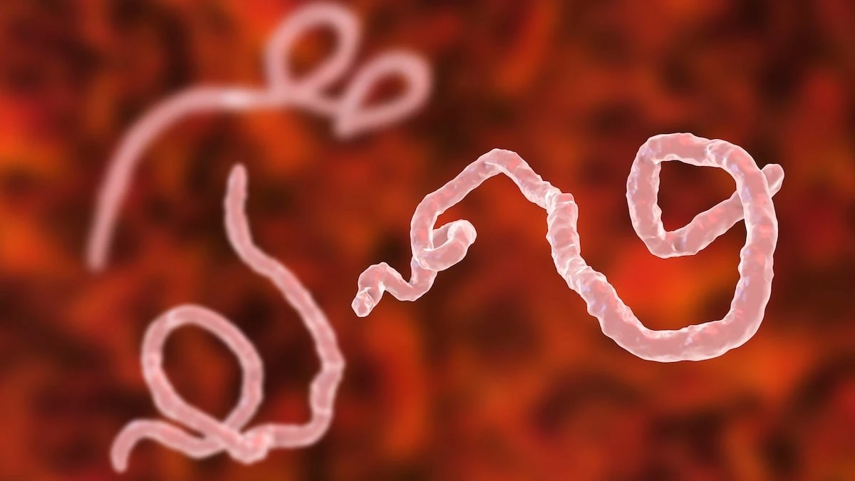 Proč se v Africe šíří kmen Eboly, na který nezabírají běžné vakcíny