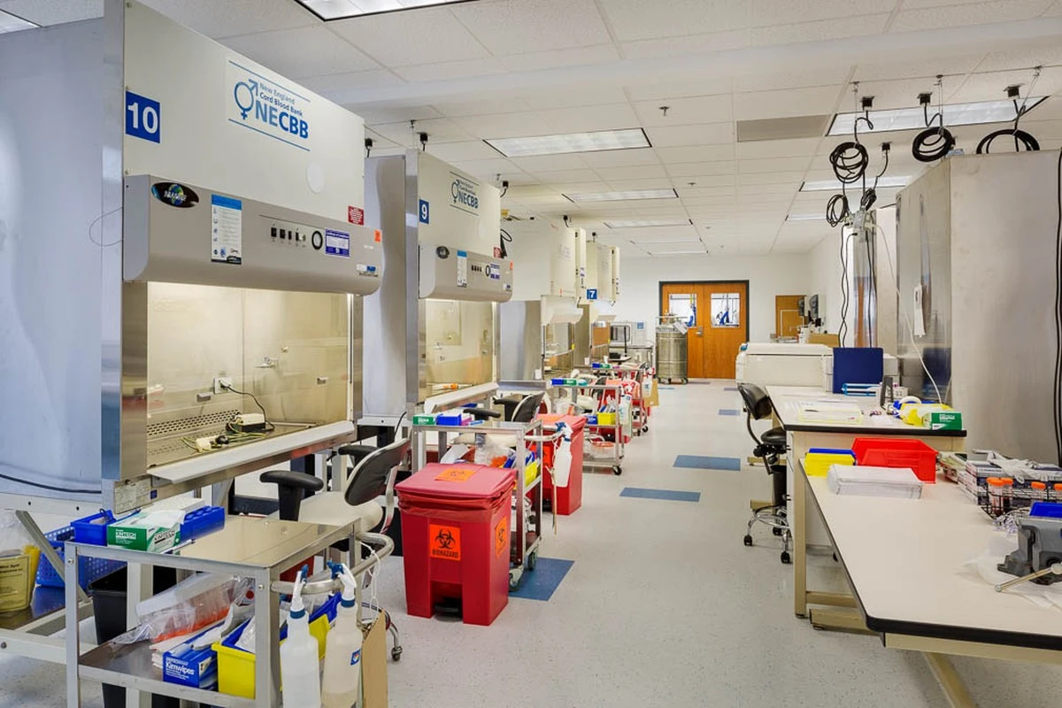 Proč se v laboratořích pěstují inzulínové buňky z vlastního tuku - image 1