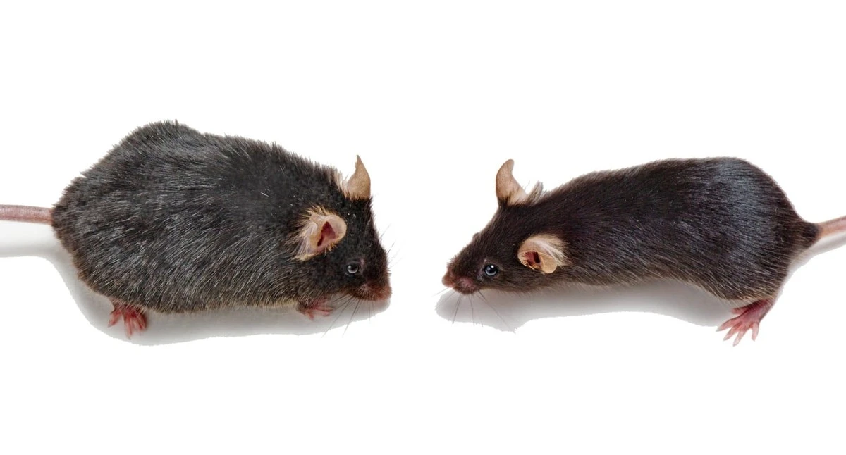 Proč se v laboratořích přenáší mikroflóra od mladých ke starším - image 1