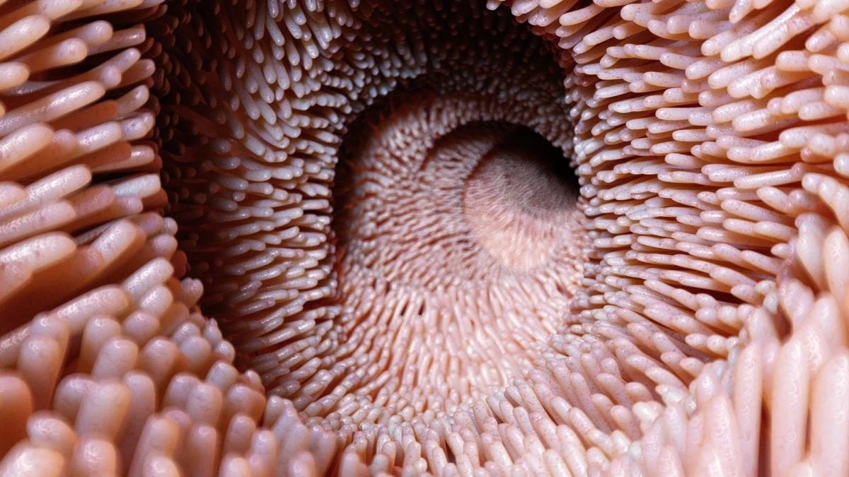 Proč se v laboratořích přenáší mikroflóra od mladých ke starším
