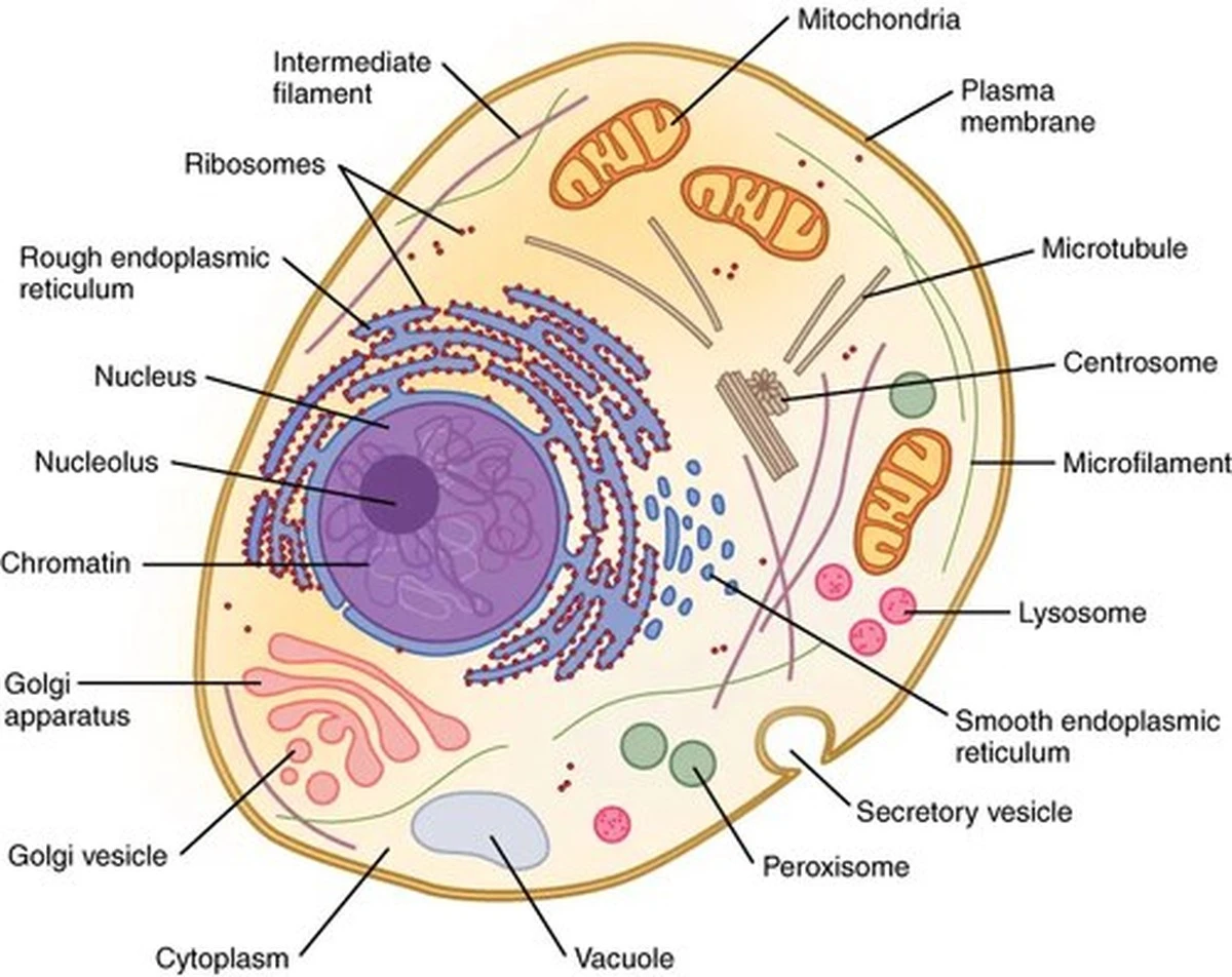 Proč se v lidské DNA náhle našlo 1 700 neznámých bílkovin - image 1