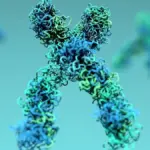 Proč se v těle rozvolňuje DNA: Vědci našli způsob, jak zvrátit stárnutí jater
