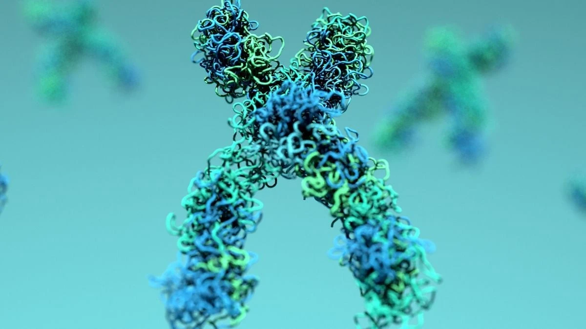 Proč se v těle rozvolňuje DNA: Vědci našli způsob, jak zvrátit stárnutí jater