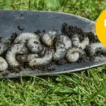 Proč se v trávníku objevují hnědé skvrny: Skrytá chyba, která láká larvy do zahrady