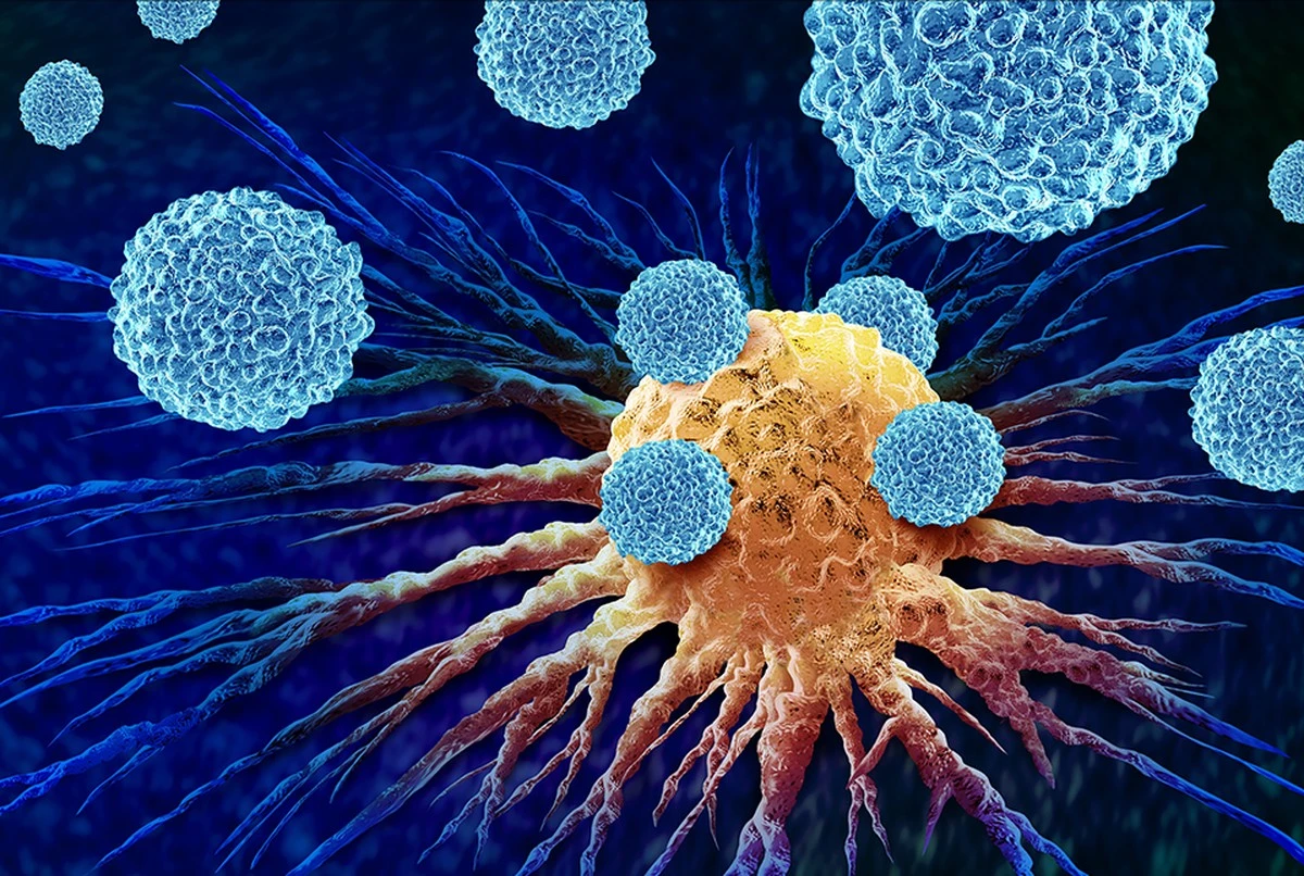 Proč speciální buňky v kůži začaly požírat rakovinu zaživa - image 1