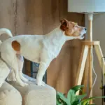 Proč váš pes ničí věci, když nejste doma: není to pomsta, ale volání o pomoc
