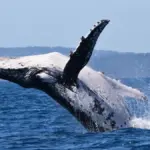 Proč vědci nyní přepisují mapy oceánů: Dvě velryby překonaly 15 000 kilometrů