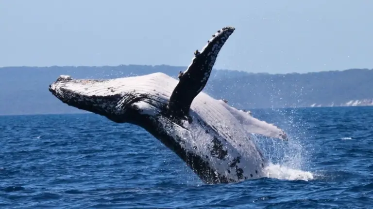 Proč vědci nyní přepisují mapy oceánů: Dvě velryby překonaly 15 000 kilometrů