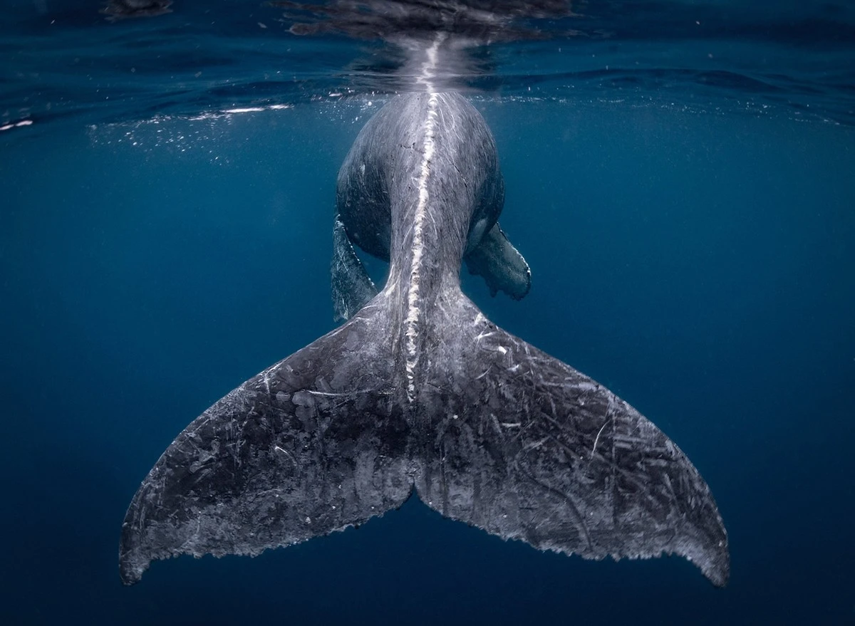 Proč vědci nyní přepisují mapy oceánů: Dvě velryby překonaly 15 000 kilometrů - image 1