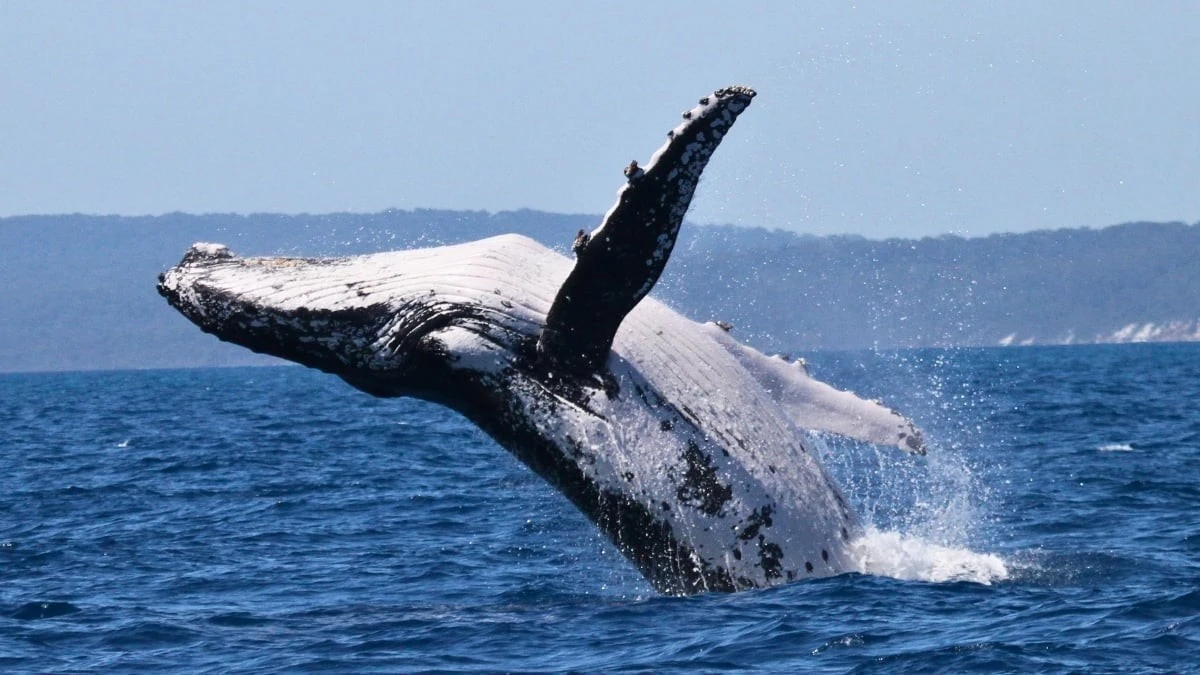 Proč vědci nyní přepisují mapy oceánů: Dvě velryby překonaly 15 000 kilometrů