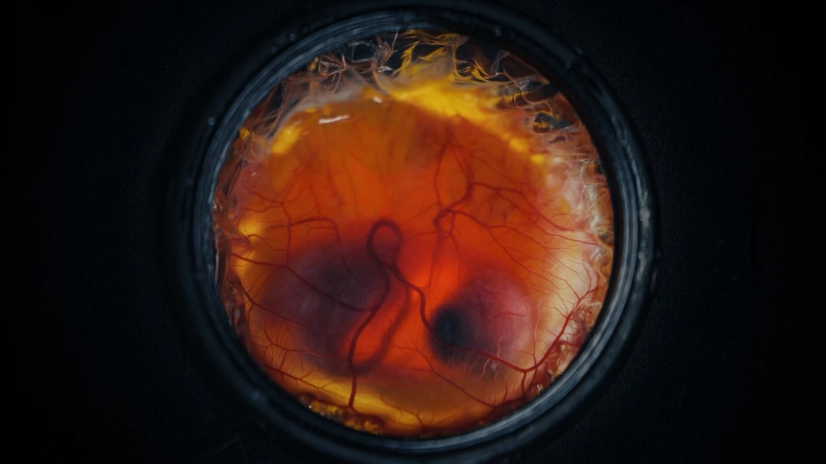 Proč vědci tisknou skořápky na 3D tiskárně: Z umělých vajec se už líhnou první kuřata - image 1