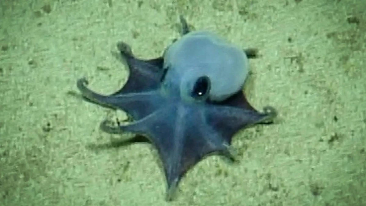 Proč vědci u Galapág nesměli pitvat neznámou modrou chobotnici - image 1