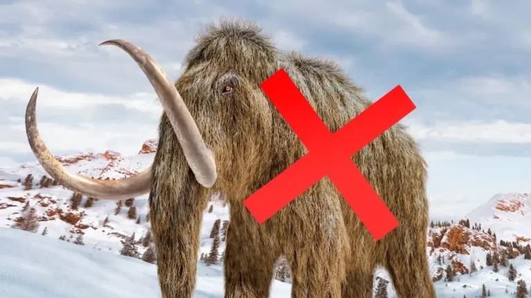 Proč zkušení archeologové vyměnili kosti mamuta za velrybu uprostřed lesa
