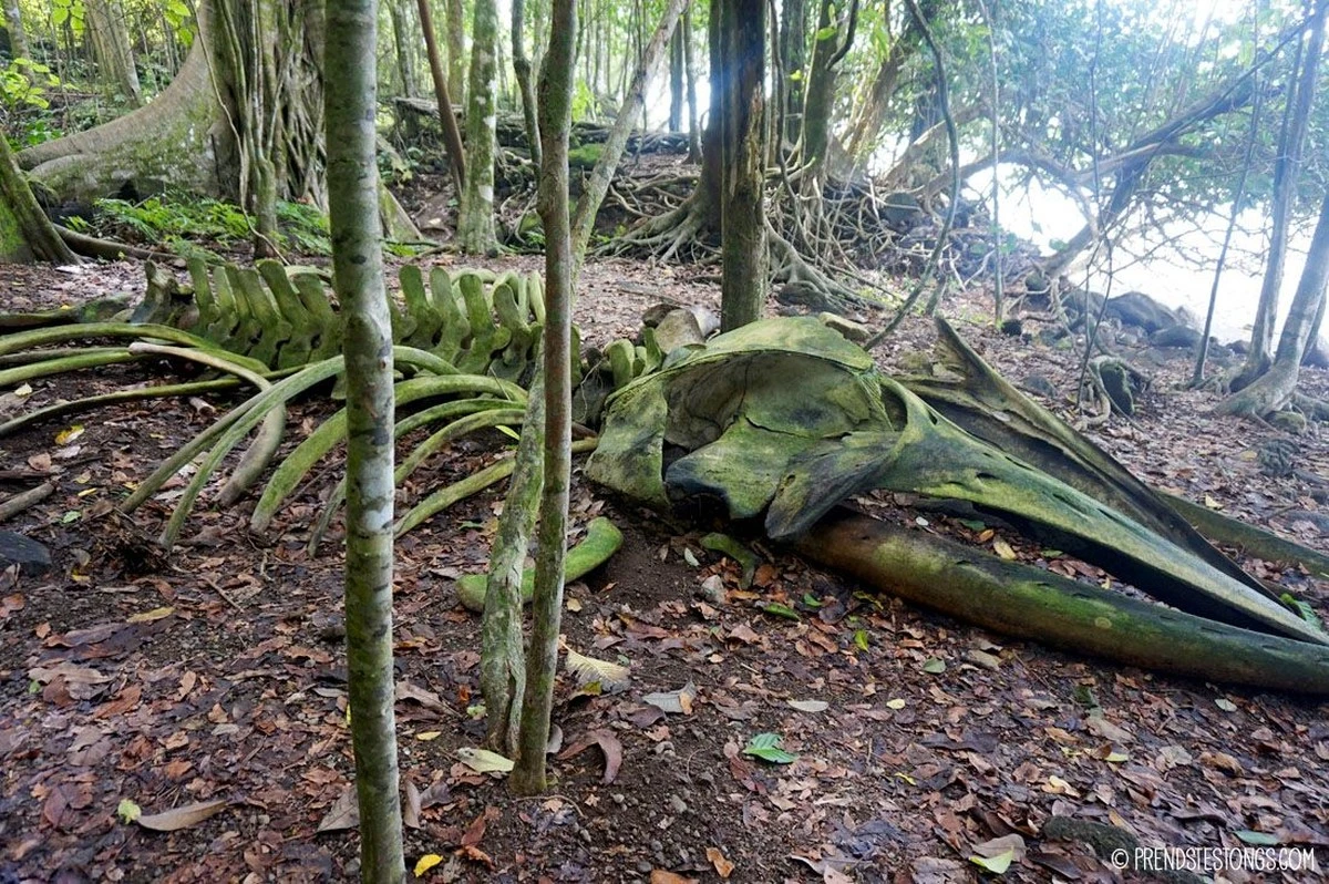 Proč zkušení archeologové vyměnili kosti mamuta za velrybu uprostřed lesa - image 1