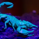Proč zkušení biologové hledají v těle štírů zinek a železo