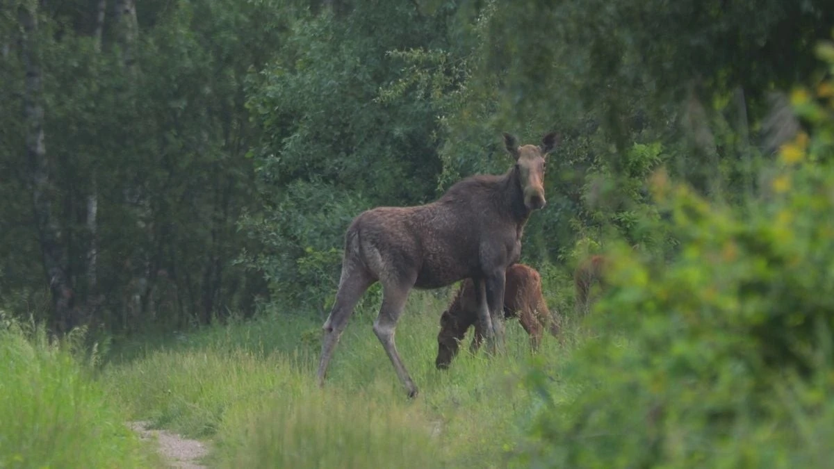 Proč zkušení biologové sledují fotopasti z Černobylu: Zvířata tam vytvořila nečekaný ráj