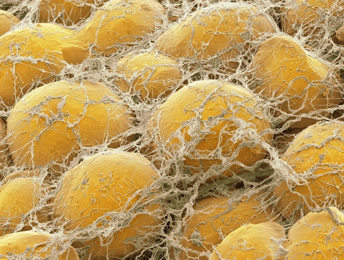 Proč zkušení biologové hledají v hnědém tuku takzvanou „glycerolovou kapsu“ - image 1