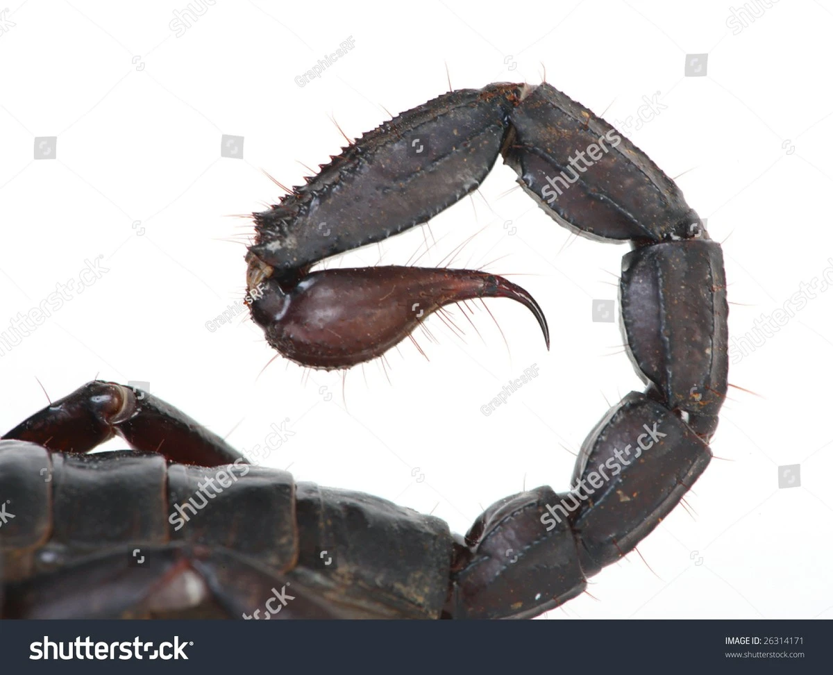 Proč zkušení biologové hledají v těle štírů zinek a železo - image 1