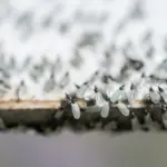 Proč zkušení chalupáři kreslí na začátku léta čáru křídou kolem dveří