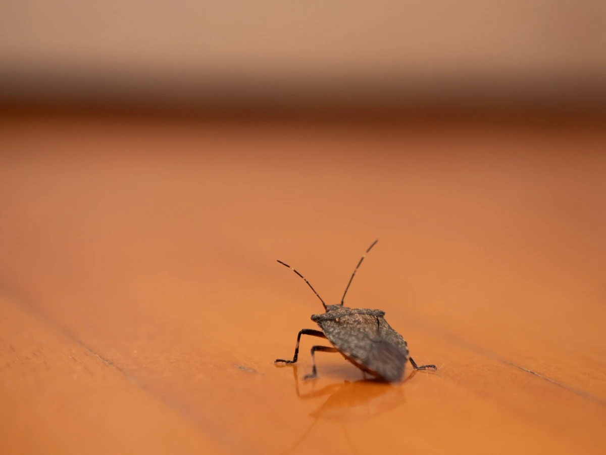 Proč zkušení chalupáři na podzim stříkají rámy oken octem - image 1