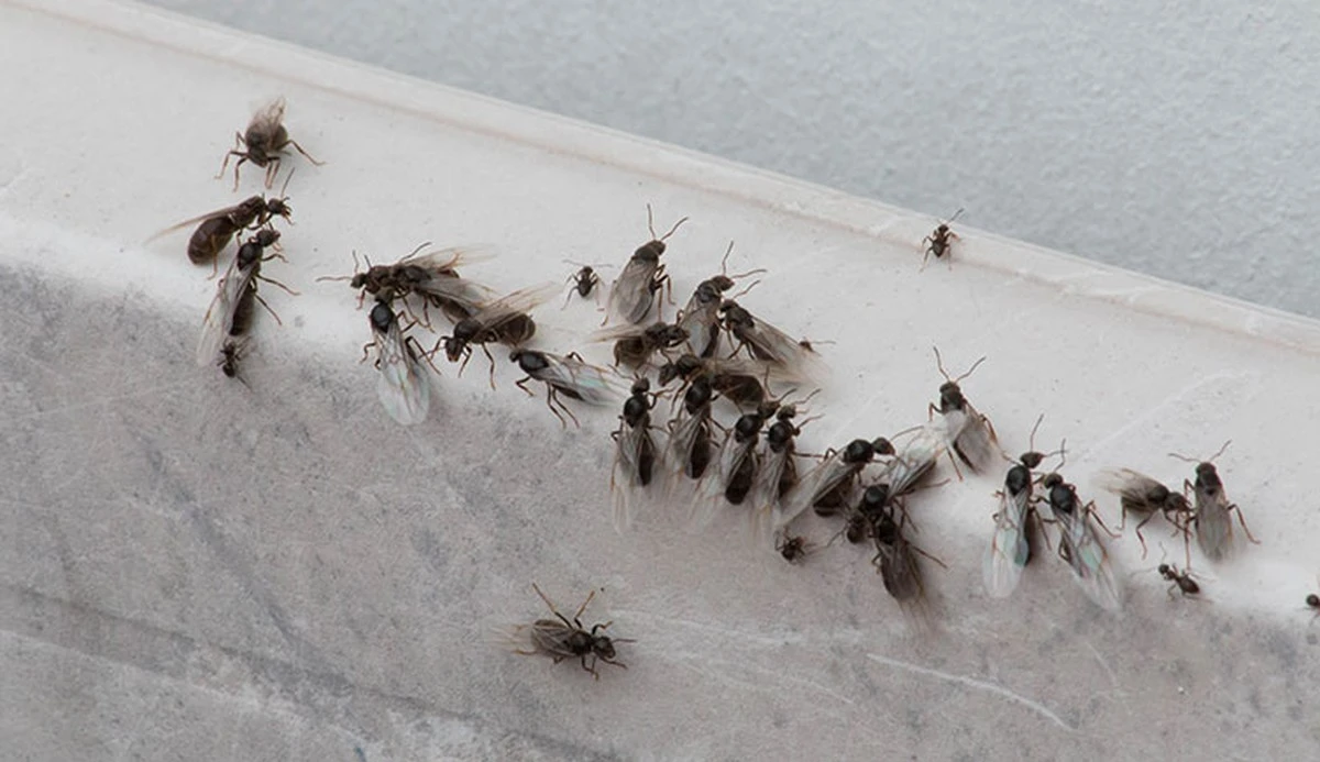 Proč zkušení chalupáři kreslí na začátku léta čáru křídou kolem dveří - image 1