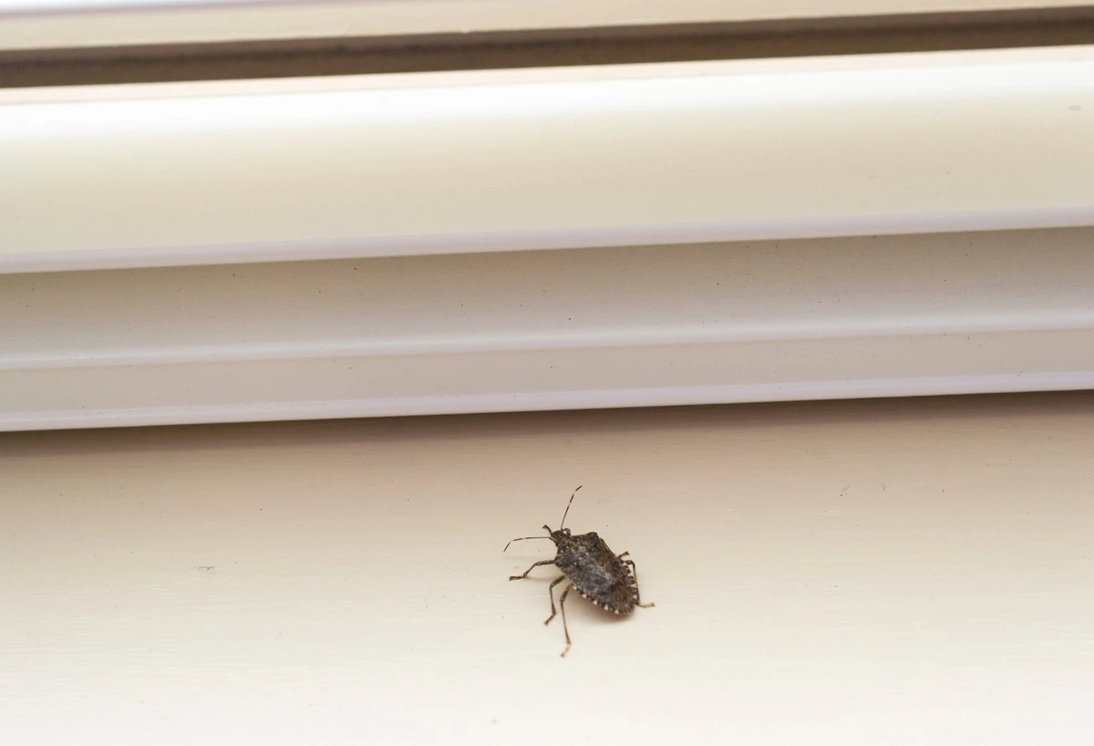 Proč zkušení lidé na podzim stříkají směs octa na okenní rámy - image 1