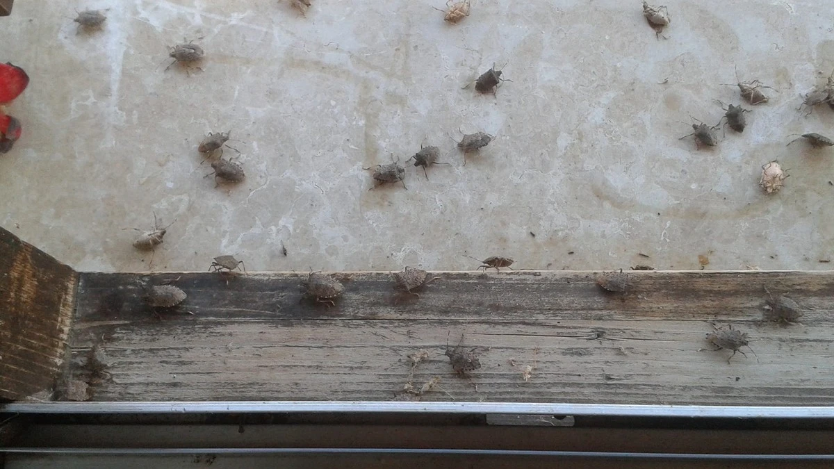 Proč zkušení lidé stříkají směs octa a jaru na rámy oken, jakmile přijde podzim - image 1