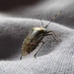 Proč zkušení majitelé bytů na podzim stříkají okenní rámy octem