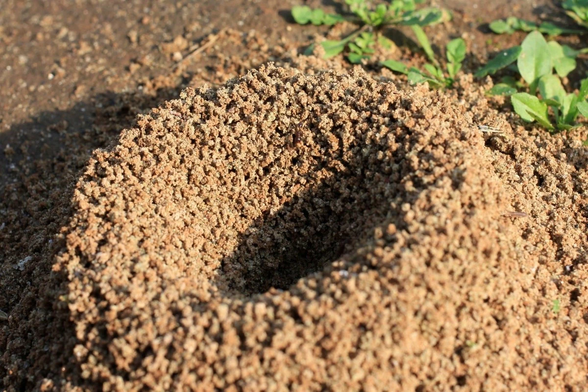 Proč zkušení pejskaři pokládají na terasu měděné mince a starý květináč - image 1