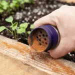Proč zkušení zahradníci sypou mletou skořici do vyvýšených záhonů